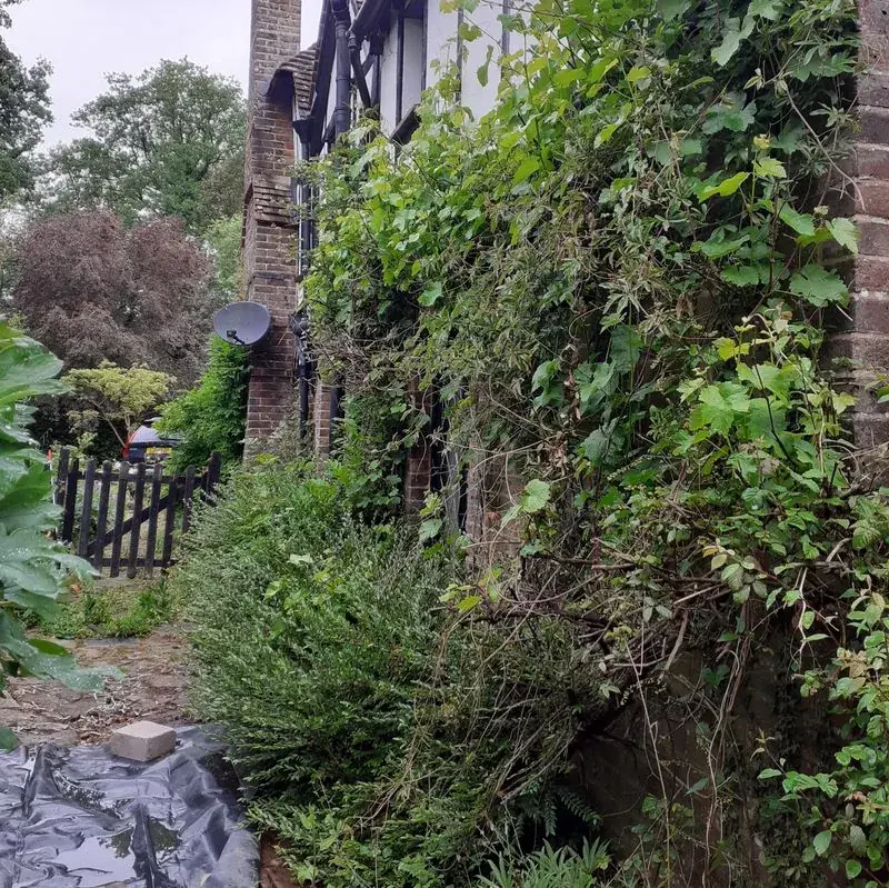 Garden before maintenance