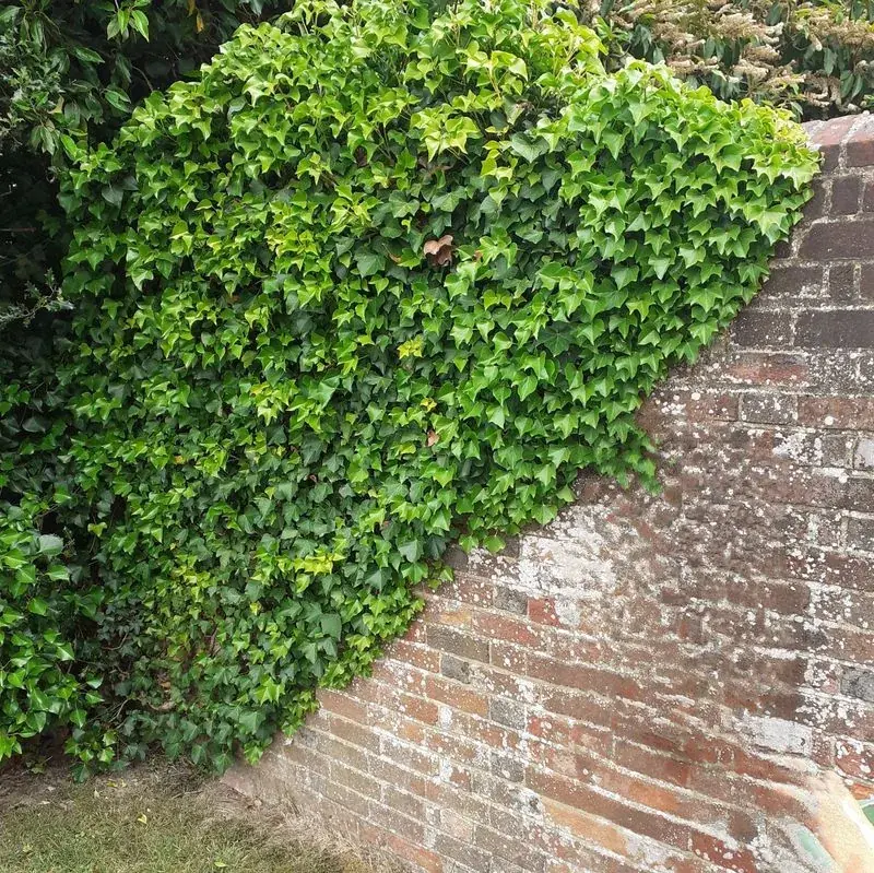 Garden before maintenance